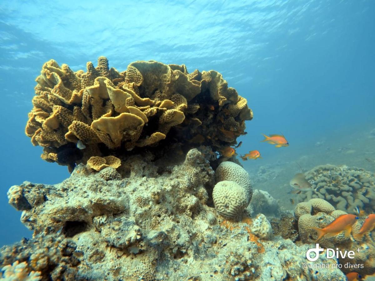 Aqaba Pro Divers Экстерьер фото