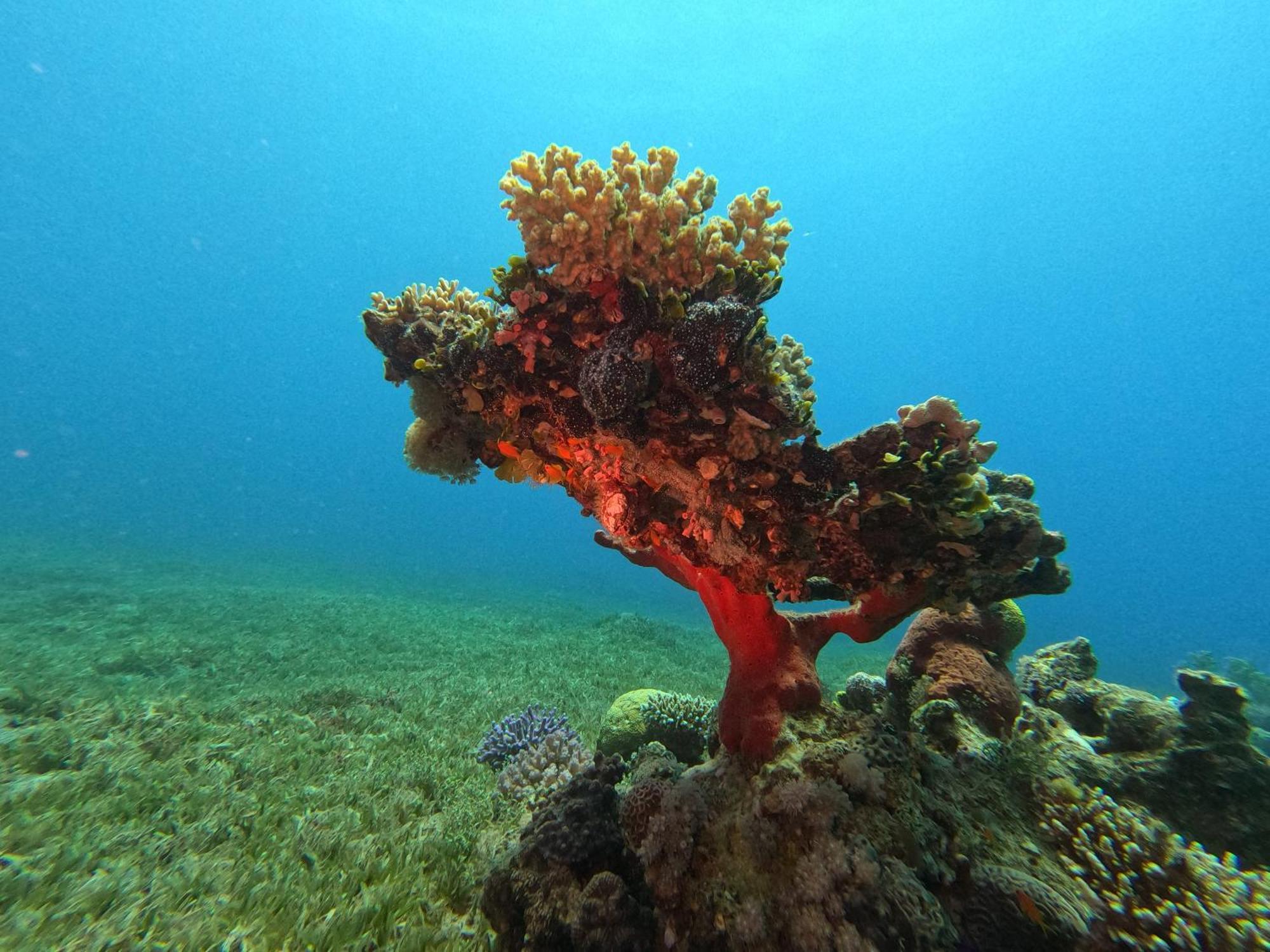Aqaba Pro Divers Экстерьер фото