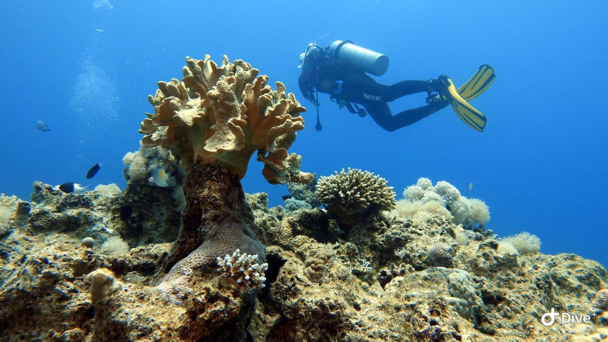 Aqaba Pro Divers Экстерьер фото