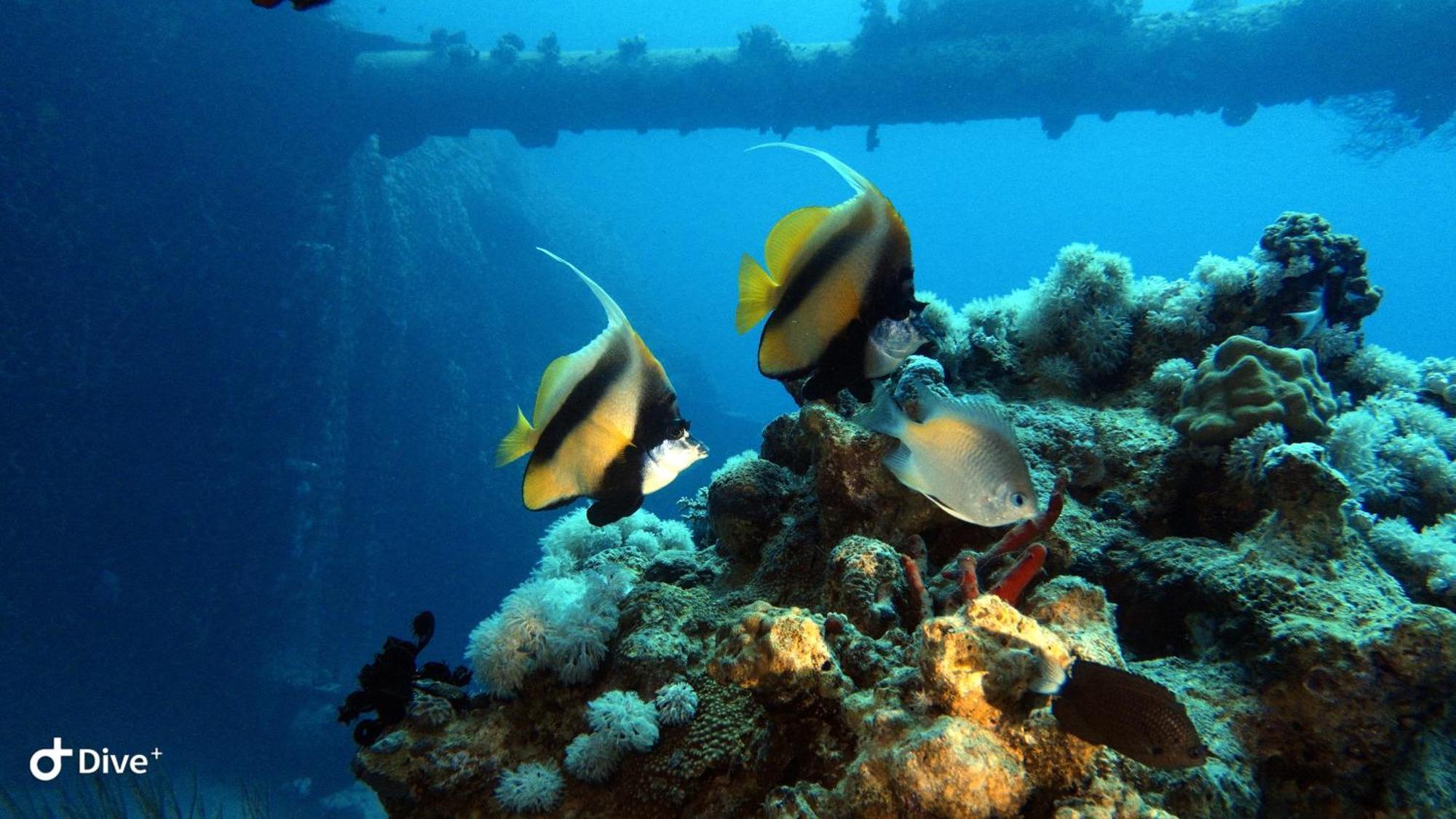Aqaba Pro Divers Экстерьер фото