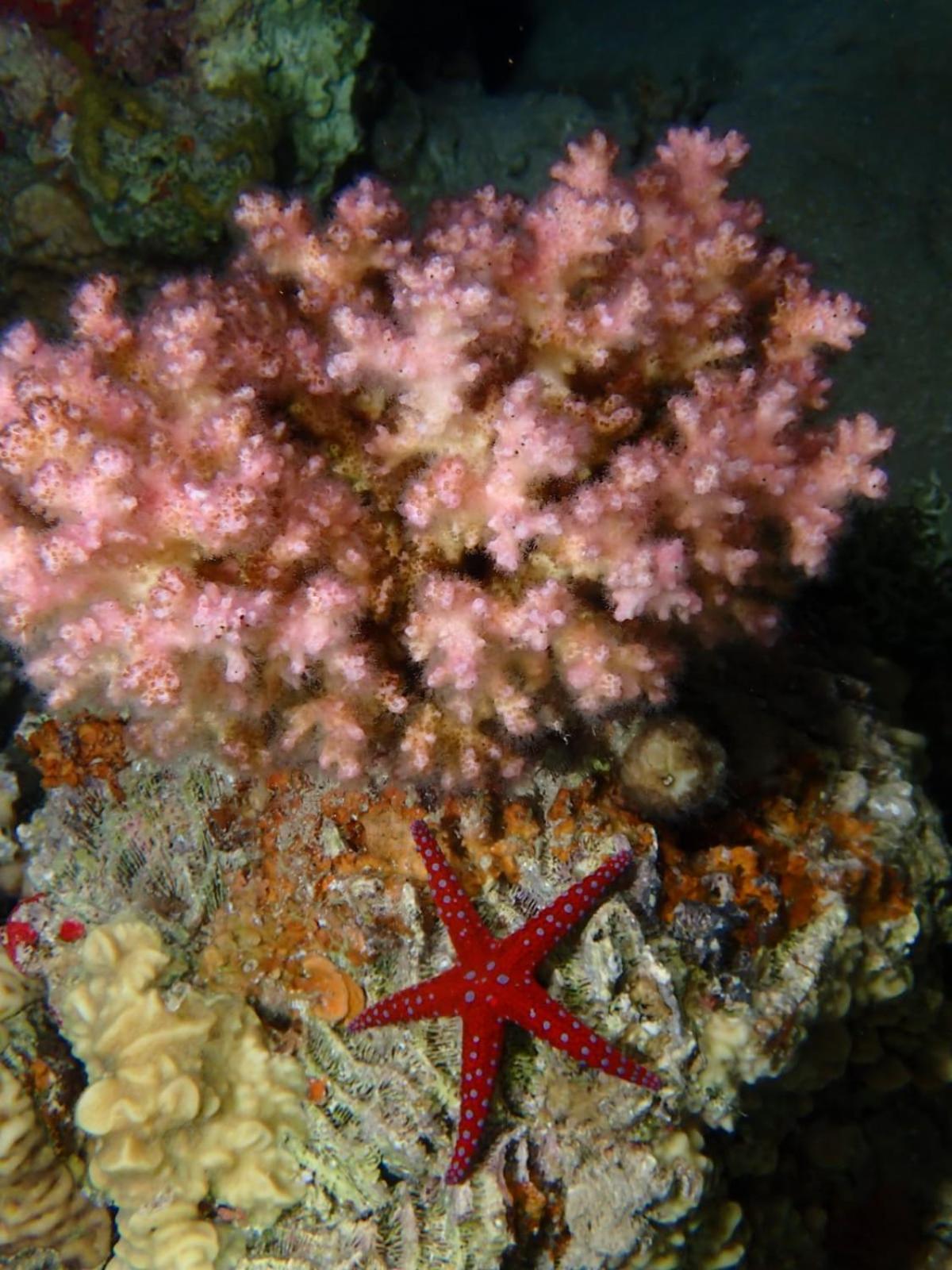 Aqaba Pro Divers Экстерьер фото