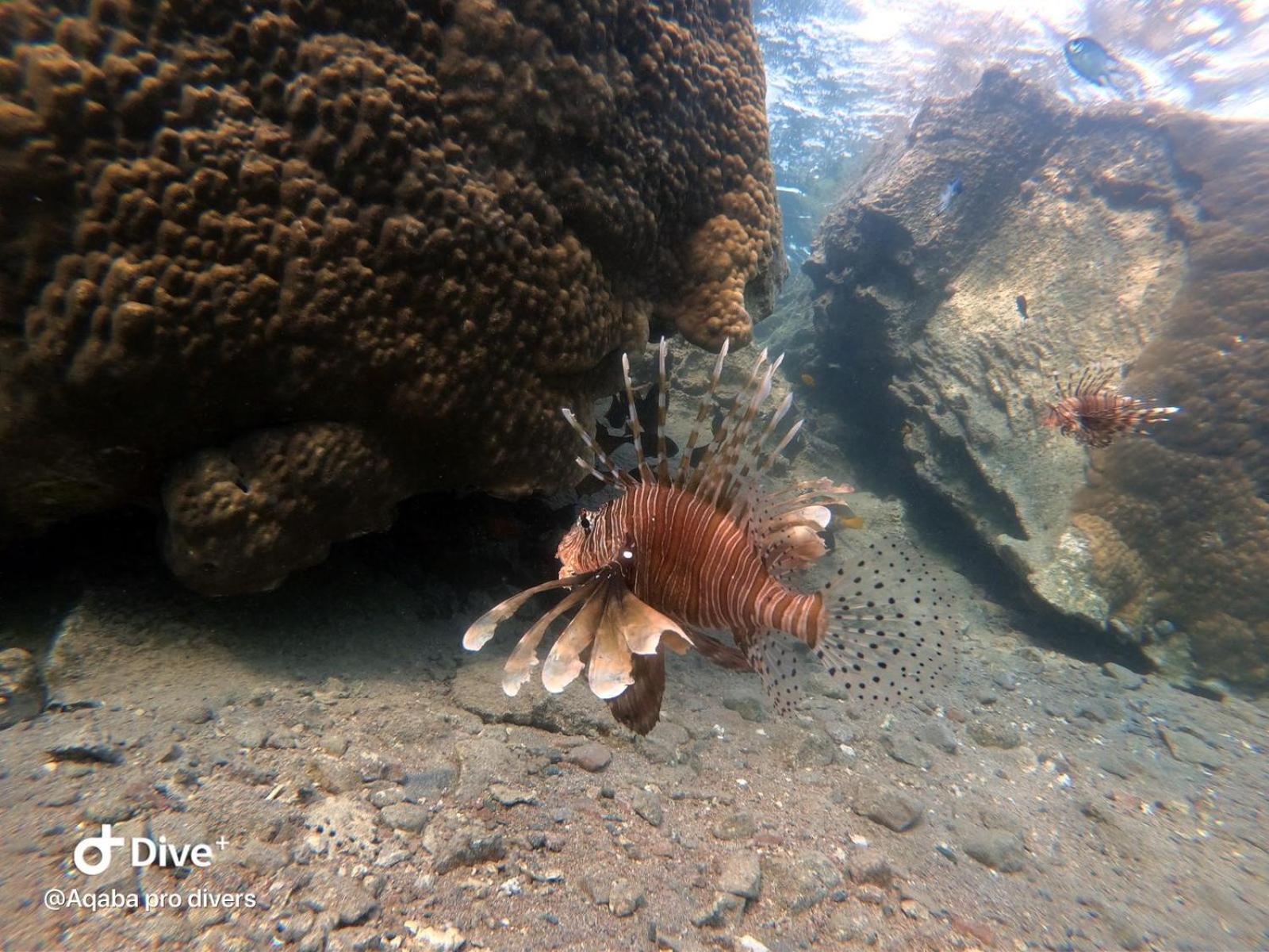 Aqaba Pro Divers Экстерьер фото