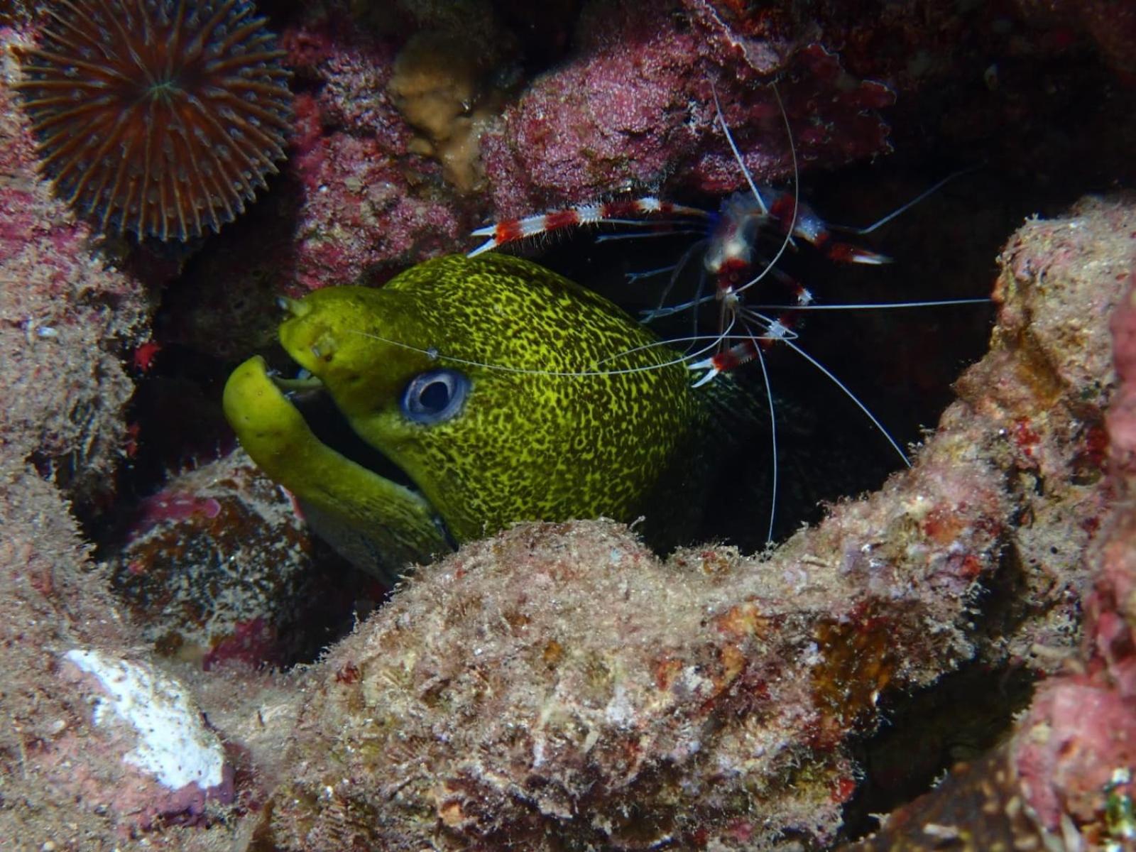 Aqaba Pro Divers Экстерьер фото